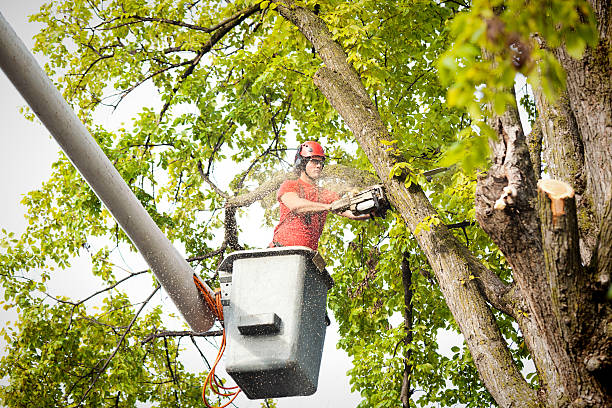 Residential Tree Removal in Olney, MD